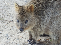 Setonix brachyurus