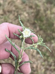 Chamaesaracha coronopus
