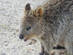 Setonix brachyurus