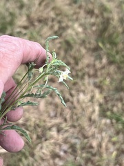 Chamaesaracha coronopus