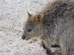 Setonix brachyurus