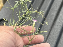 Ipomoea costellata