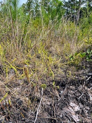 Lycopodiella