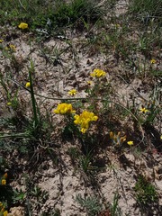 Lotononis involucrata