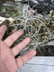 Tillandsia recurvata