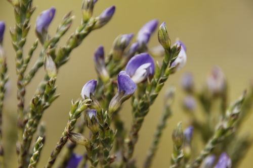 Image of Psoralea congesta by (c) Tony Rebelo, some rights reserved (CC BY-SA)