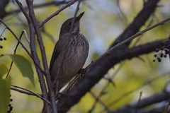 Turdus atrogularis