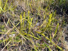 Lycopodiella
