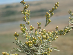 Artemisia santonicum
