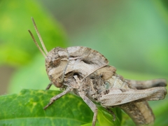 Teratodes monticollis