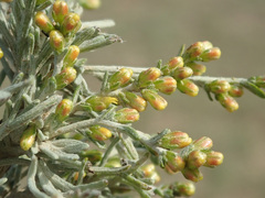 Artemisia santonicum