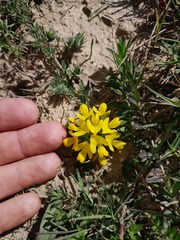 Lotononis involucrata