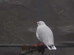 Chroicocephalus ridibundus