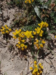 Lotononis involucrata