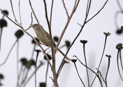 Prinia sylvatica