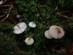 Mycena zephirus