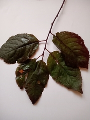 Prunus cerasifera pissardii