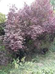 Prunus cerasifera pissardii