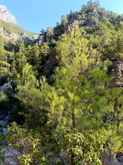 Pinus brutia