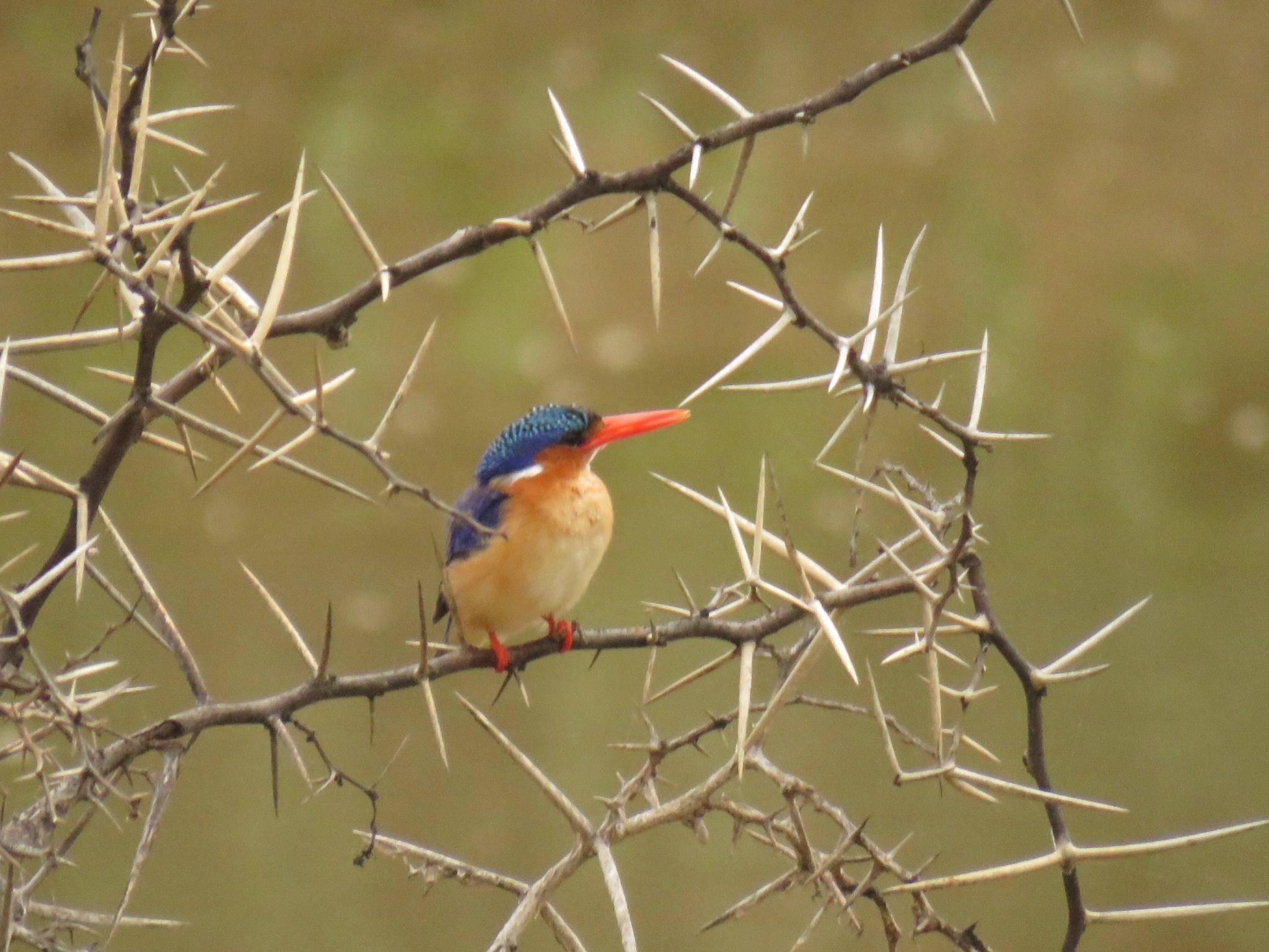 Malachite Kingfisher illustration