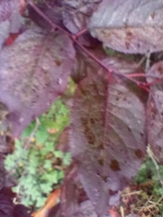 Prunus cerasifera pissardii