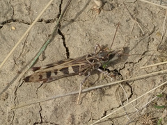 Oedaleus decorus