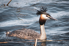 Podiceps cristatus