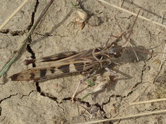 Oedaleus decorus