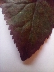 Prunus cerasifera pissardii