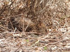 Setonix brachyurus