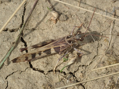 Oedaleus decorus
