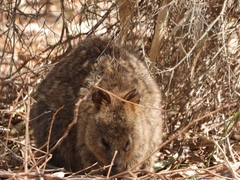 Setonix brachyurus