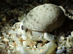 Coenobita scaevola