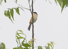 Prinia socialis