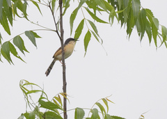 Prinia socialis