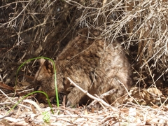 Setonix brachyurus