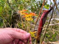Sarracenia