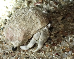 Coenobita scaevola