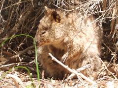Setonix brachyurus