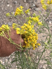 Hymenothrix wislizeni