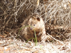 Setonix brachyurus