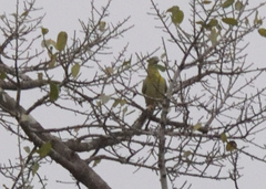 Treron phoenicopterus
