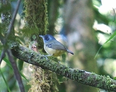 Dysithamnus mentalis