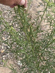 Hymenothrix wislizeni