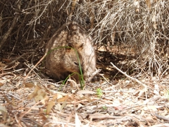 Setonix brachyurus