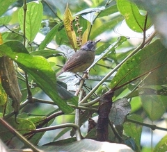 Dysithamnus mentalis