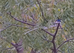 Terpsiphone paradisi