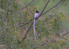 Terpsiphone paradisi