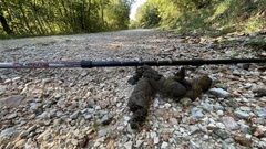 Canis lupus italicus