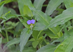 Commelina